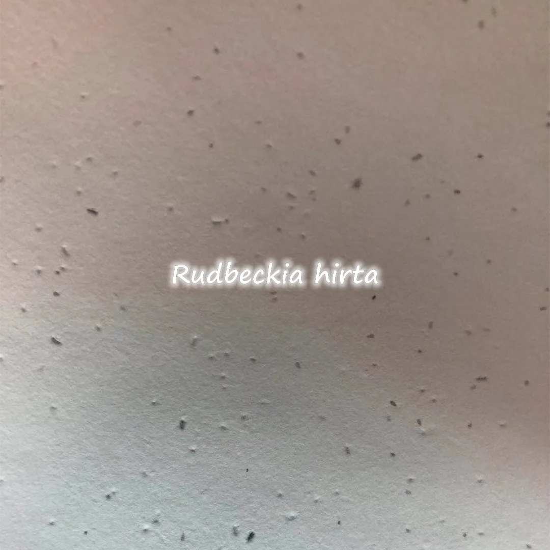 
A4 Eco-friendly Recycled hand made Plantable Seed development Paper 140gsm 