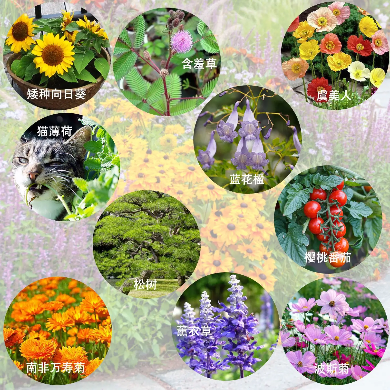 Wood Plant Markers Fertilizer Soil Disc Paper Pots For Plants Indoor Herb Garden Growing Kit