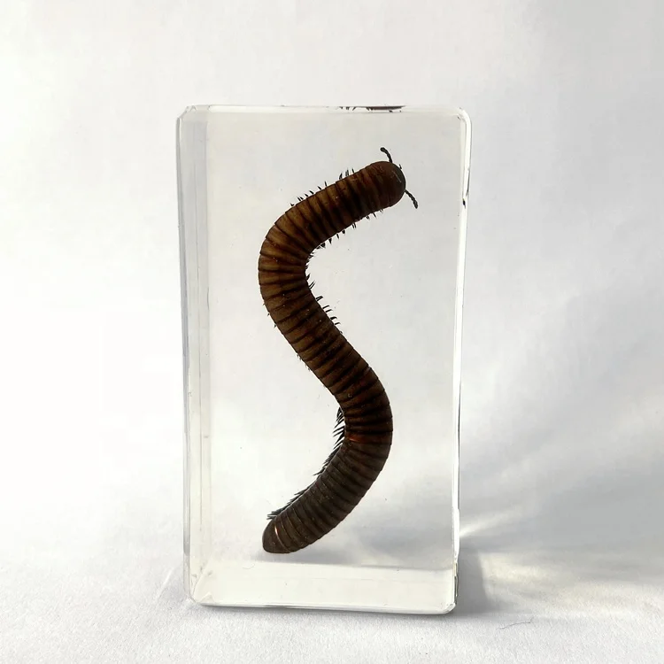 Natural Insect Taxidermy High Transparent Acrylic Medical Science  Millepede Specimen for Biological Teaching