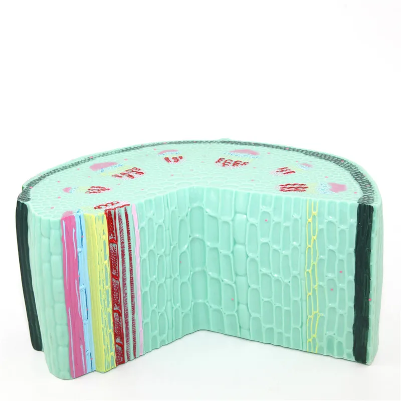 Увеличенный пластмассовый анатомический стебель dicot модель клеток