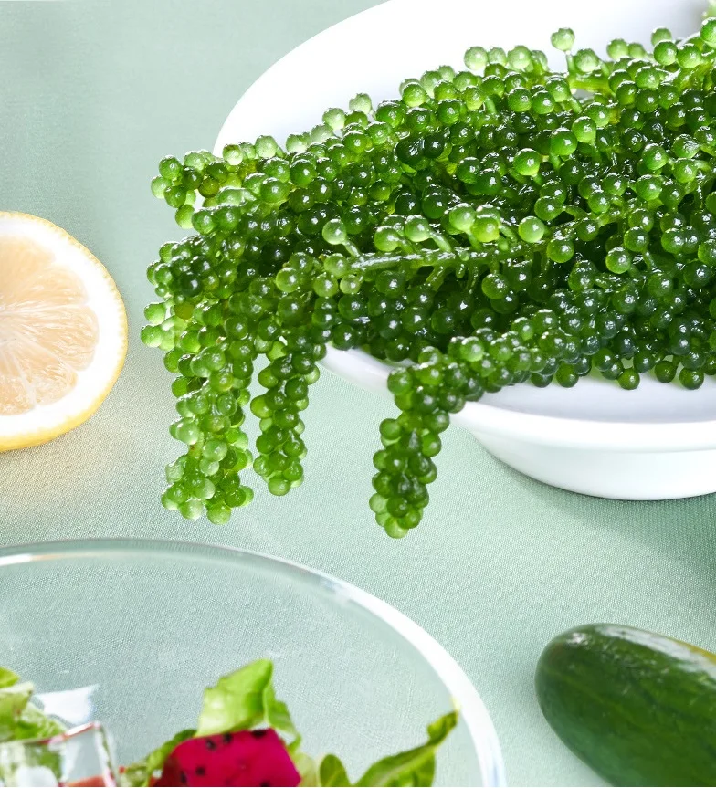 LONGEVITY DEHYDRATE LATO SEAWEED