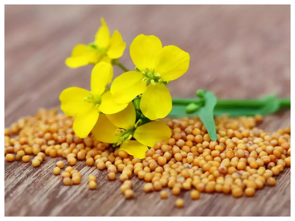 Wholesale Price Herbs and Spice Mustard for Cooking Available at Wholesale Price  from Indian Exporter