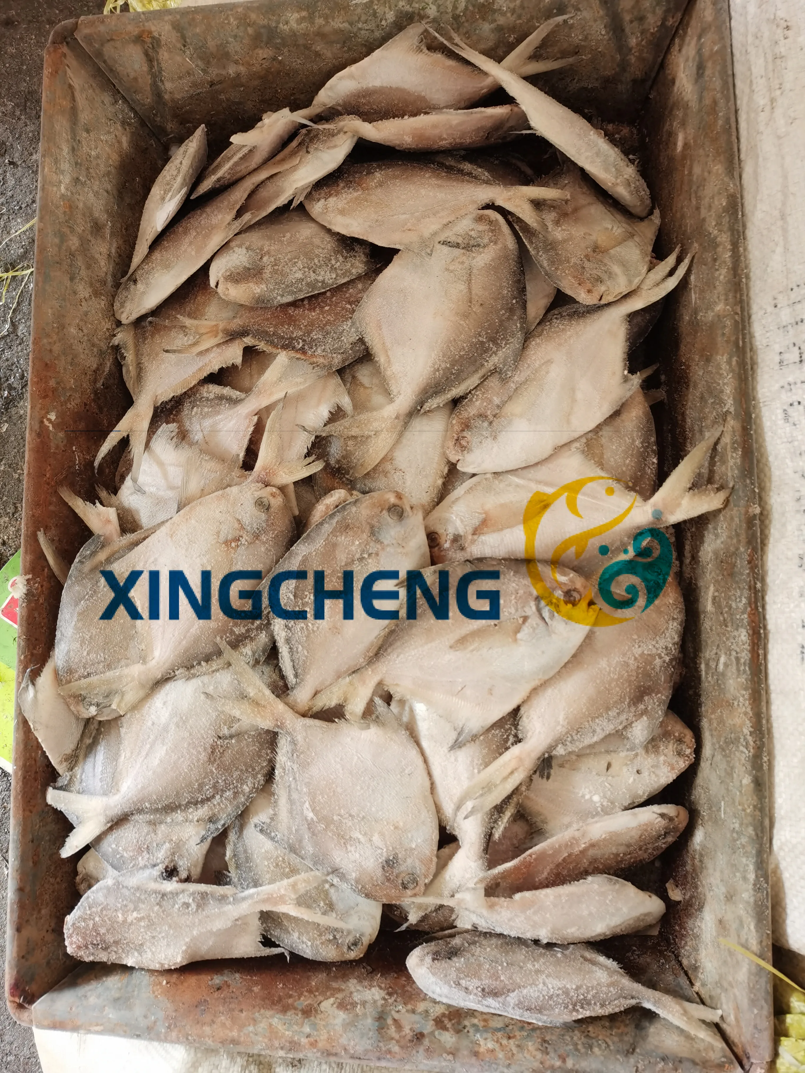 
Frozen Sea Food White / Silver Pomfret 