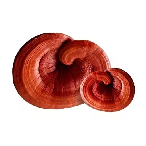 OEM Organic Reishi Shell-broken Ganoderma Lucidum Spore Powder Capsules Seed Mushroom Extract Supplements