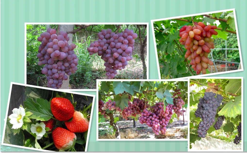 1-METHYLCYCLOPROPENE CAS 3100-04-7 1-MCP powder Plant Hormone PGR