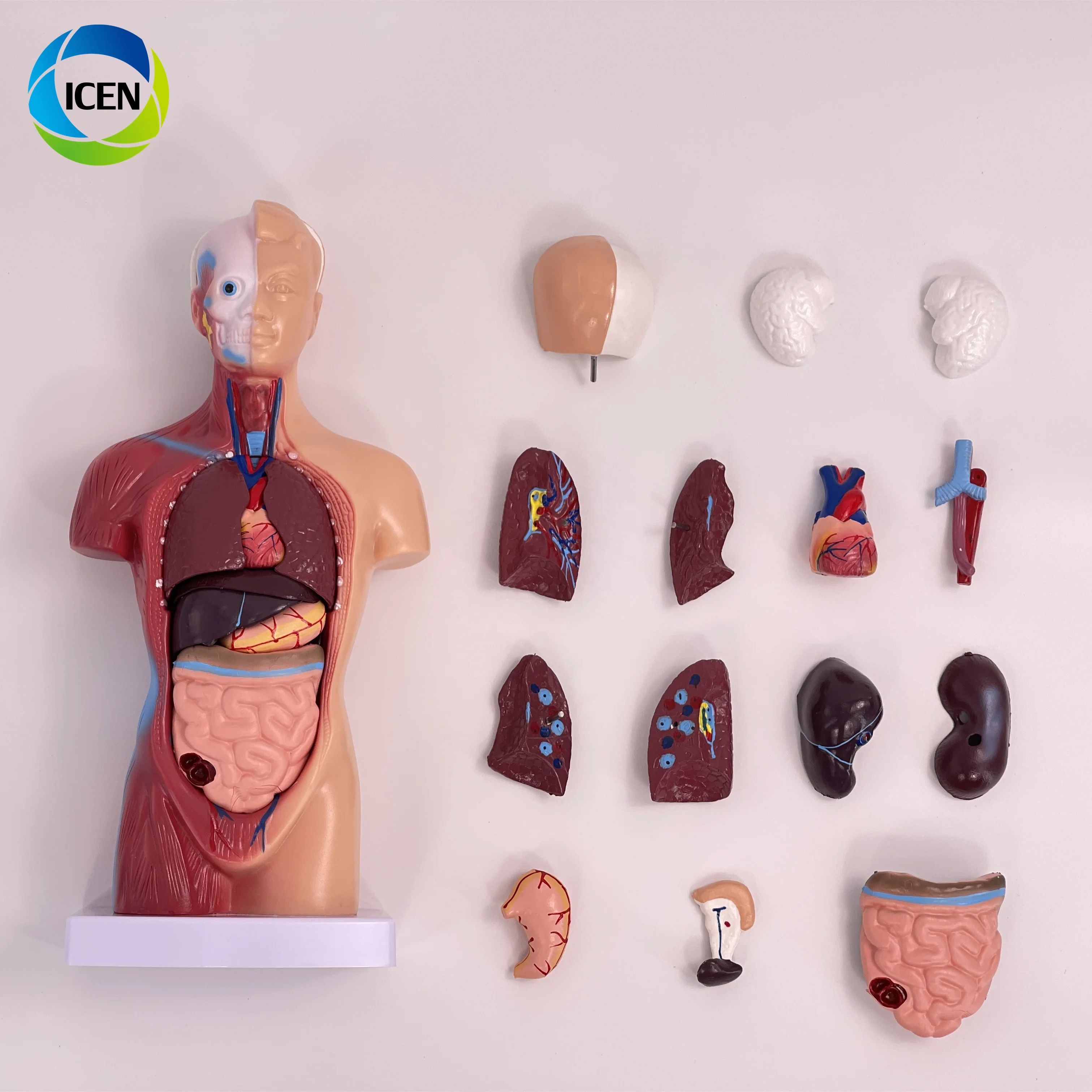 IN-M5 Medical School Nursing Educational Supplier Human Torso Body Anatomy Model With 7 Removable Parts