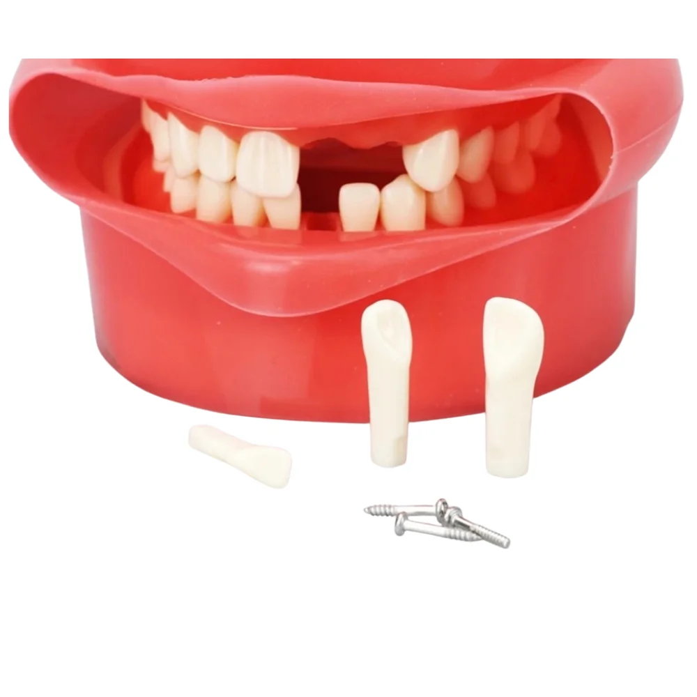 phantom head dental model desk type oral therapy equipments for school training manikin simulator typodont dental laboratory
