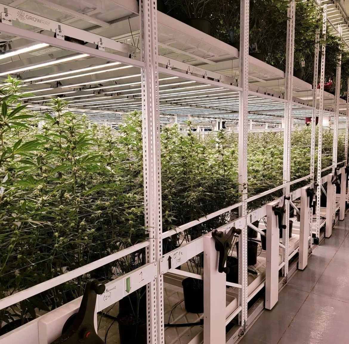 Greenhouse Multilayer Mobile Grow Rack Hydroponic Vertical Growing Rack