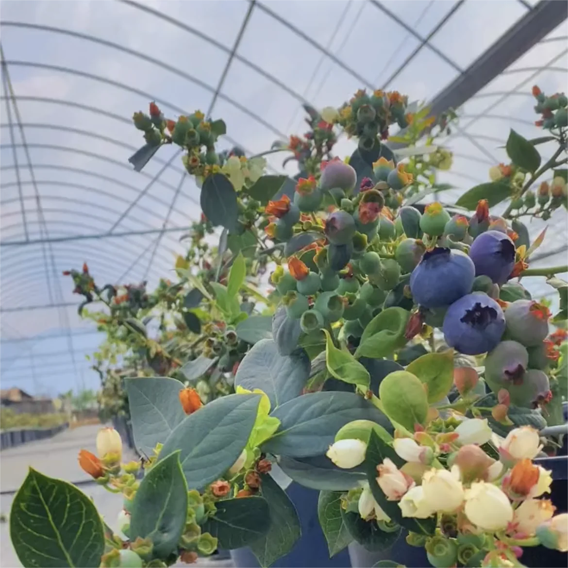 Muti-span Plastic Green house Fruits Growing Green house for blueberry strawberry