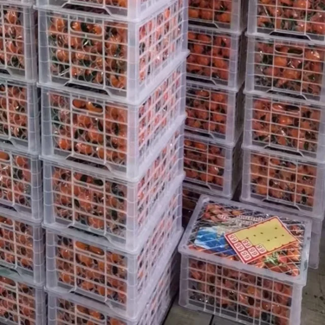 Wholesale China fresh citrus sweet tangerine mandarins