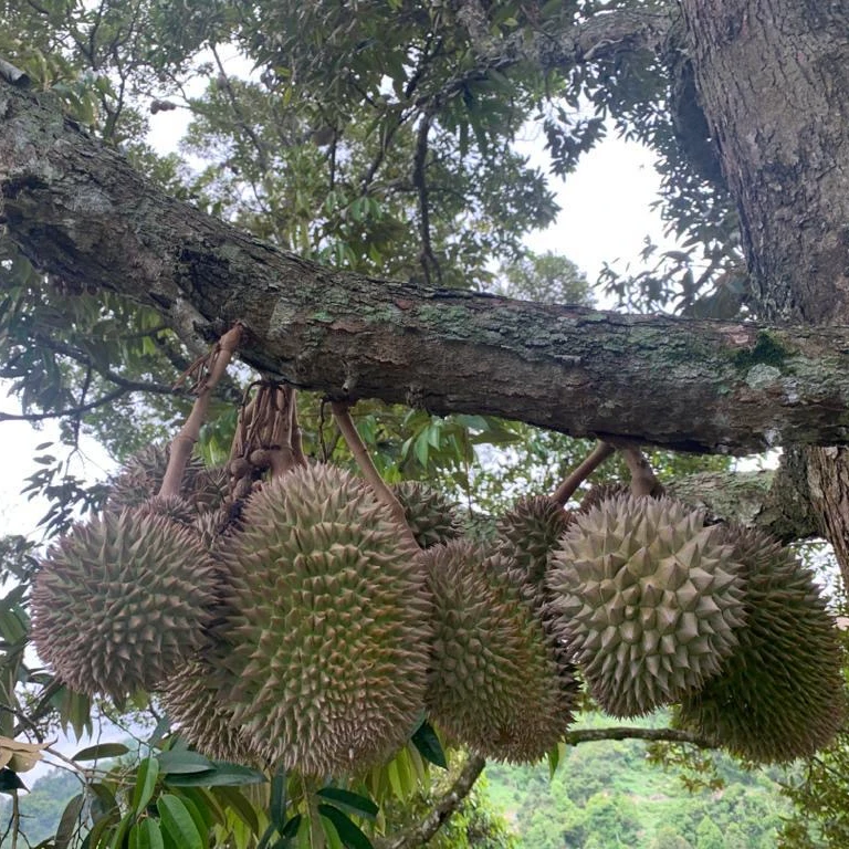 Горячая Распродажа супер свежий замороженный фрукт Musang King Durian для