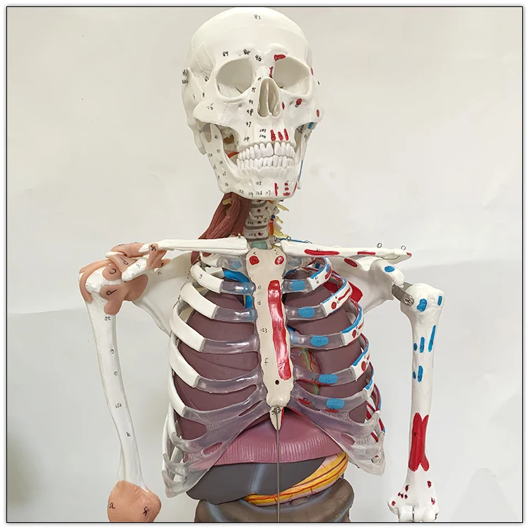 Visceral model of muscle ligament with starting and ending point of muscle in human skeletal model