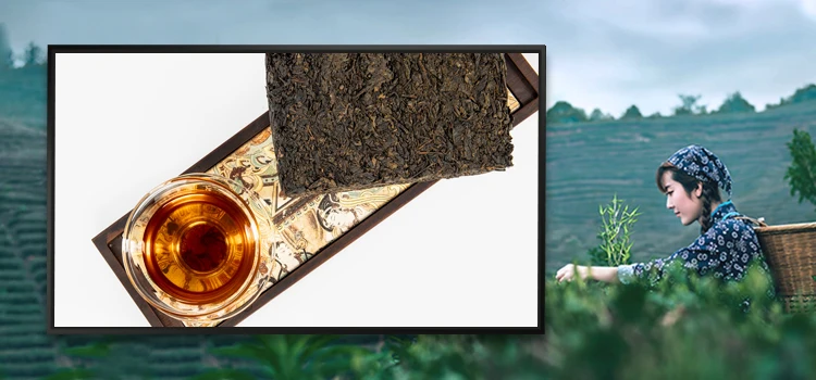 The hot selling compressed organic fermented black tea in China is a health tea that helps with digestion and weight loss tea
