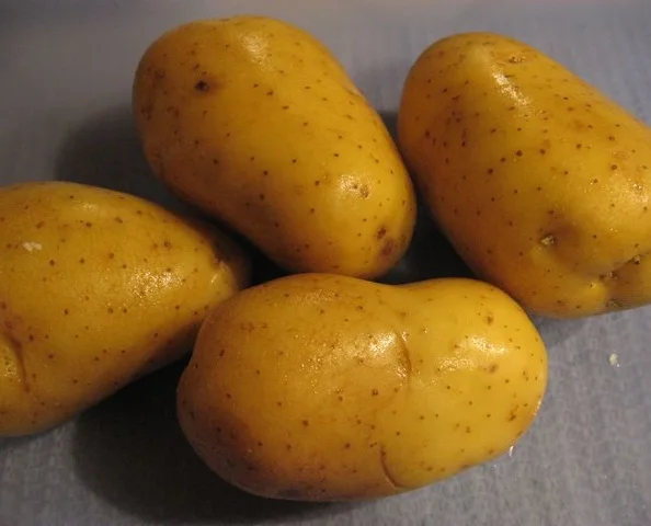 
Farm Fresh Potatoes for Export Vietnam Malaysia Singapore 