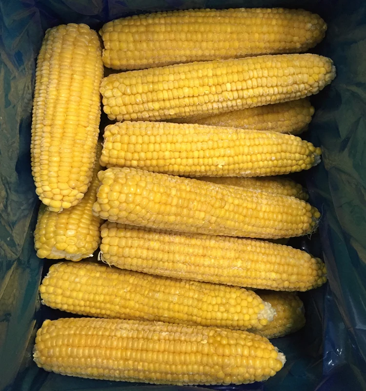 IQF Certified Frozen Vegetables Fresh Sweet Crispy Corn on the Cob in Bulk Whole and Blanched