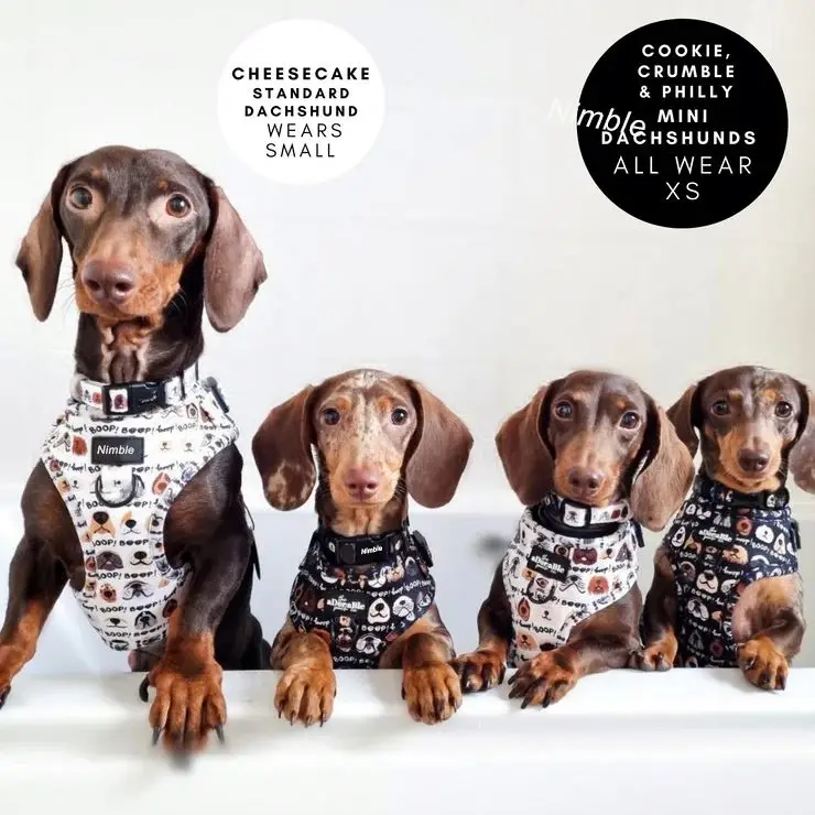 OEM & ODM Custom Dog Pet Harnesses Luxury Large Adjustable Leash and Harness Set Neoprene Material Personalized Features