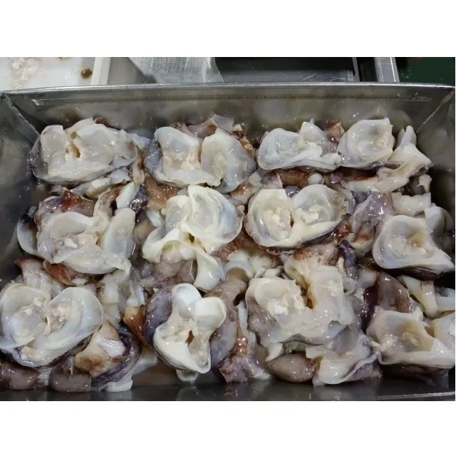 Frozen peru squid neck  Frozen whole block squid neck  for Thailand market
