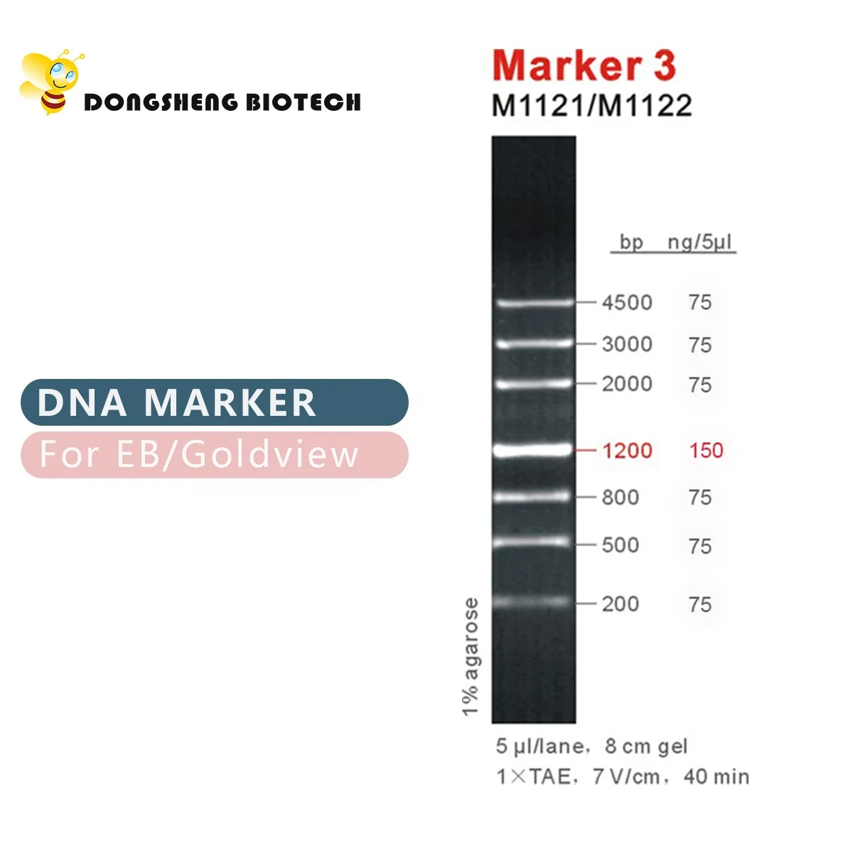 Marker 3, DNA ladder, OEM