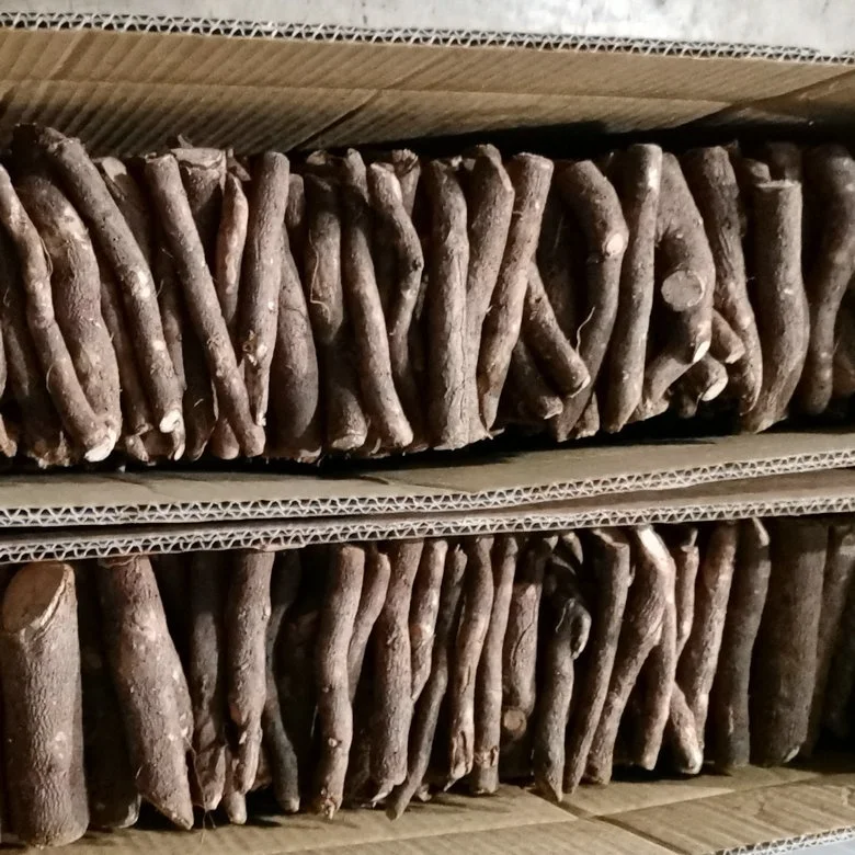 Профессиональные корни паулонии оптом shantong/9501/Удлиненные корни черенков