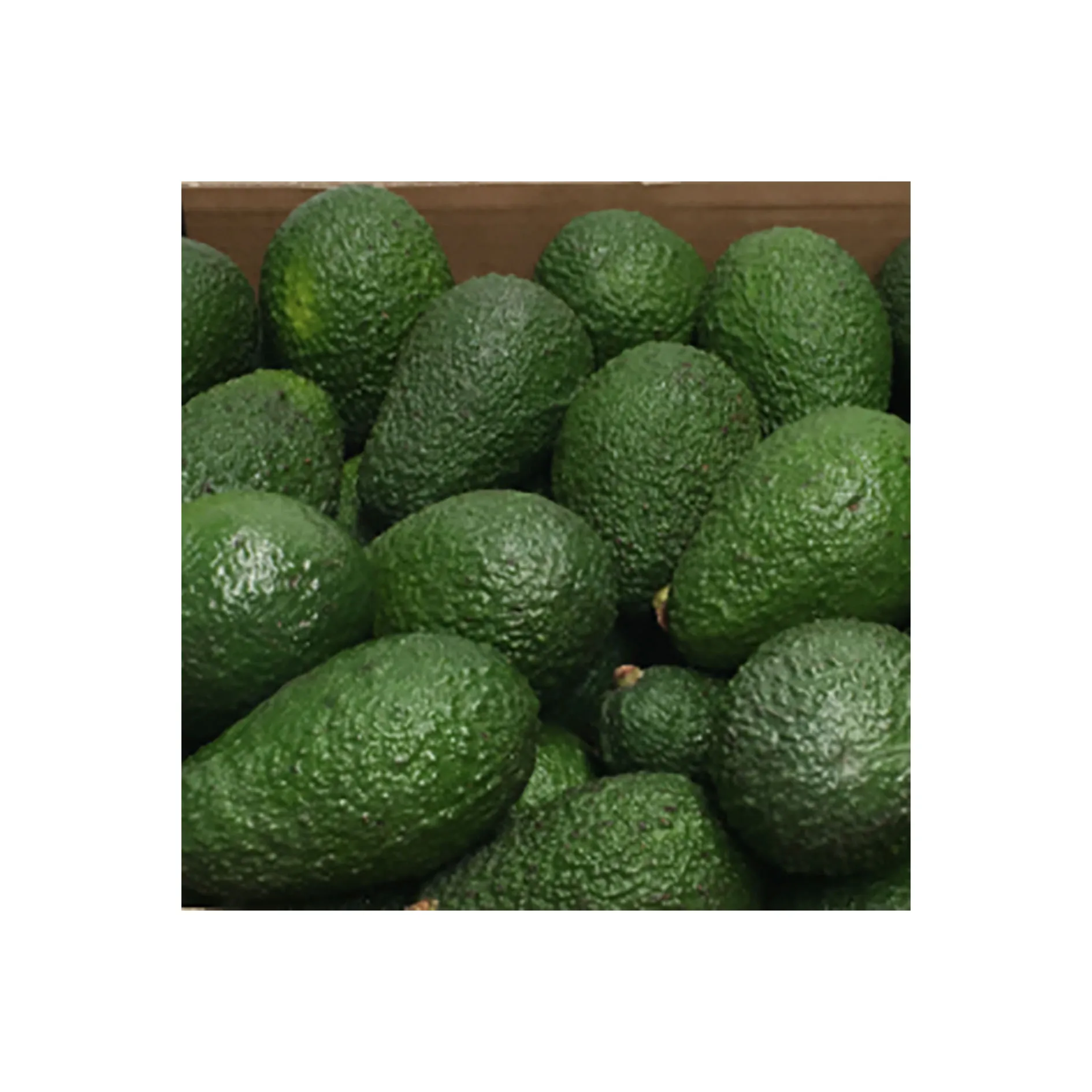 
Wholesale import export fresh healthy fruit raw hass avocado products price 