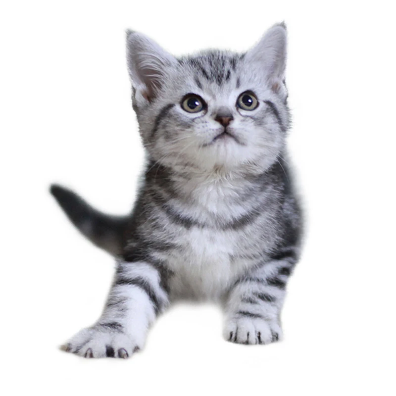 Vitamins for  fip / fipv 6ml 20mg