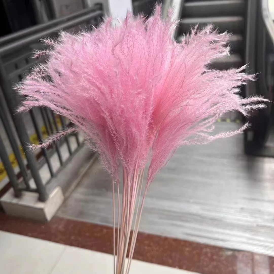 Factory supply natural dried flowers boho decor pampas grass  Pogonatherum crinitum grass for home decoration