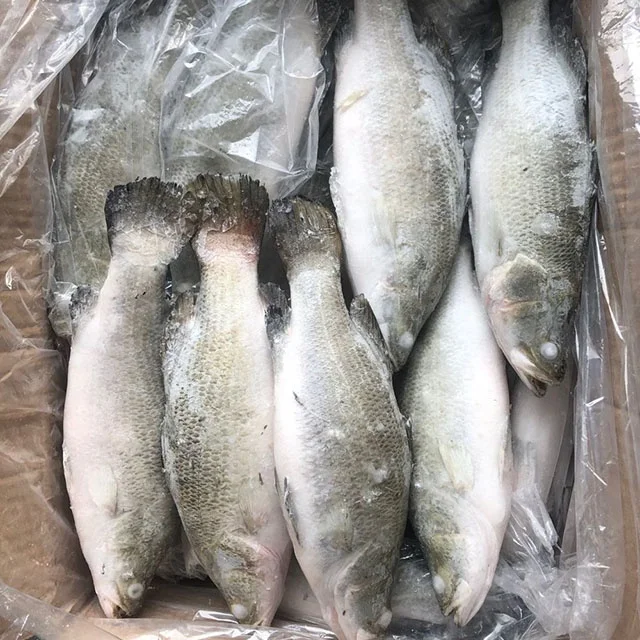Fresh Frozen China Seabass Fish Whole sale 400-600g