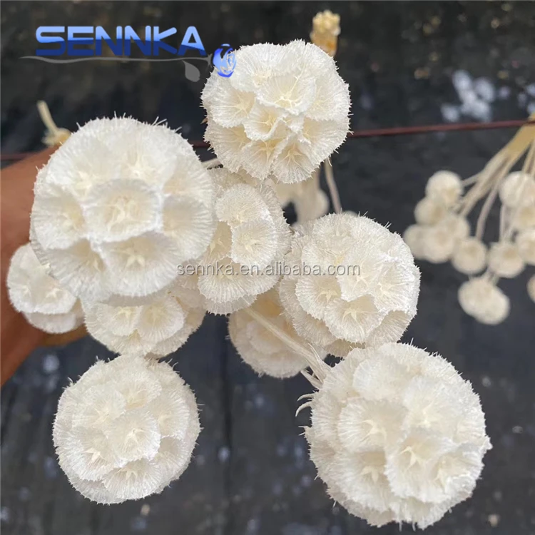 Sennka оптовая продажа сушеных цветов букет ветряная мельница фрукты Натуральные сушеные цветы для дизайна