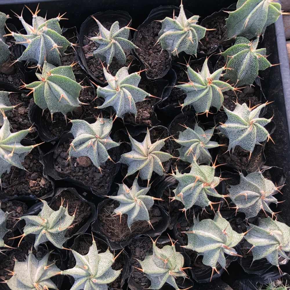 
Low price hotsale grow from seeds Astrophytum ornatum natural ornamental live plants real cactus bonsai 