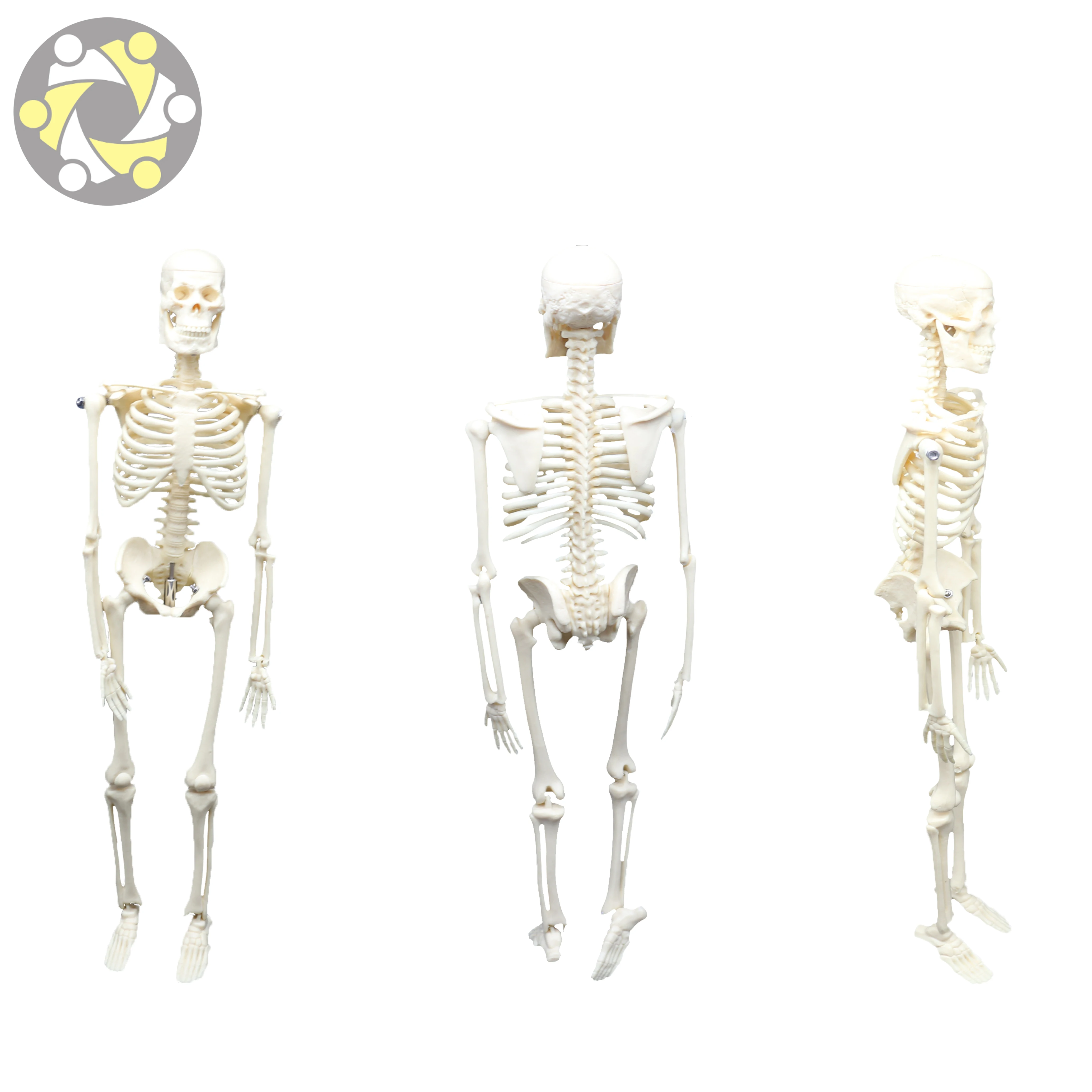 Medical Science Human PVC 45cm Skeleton Anatomical Models Teaching Resources