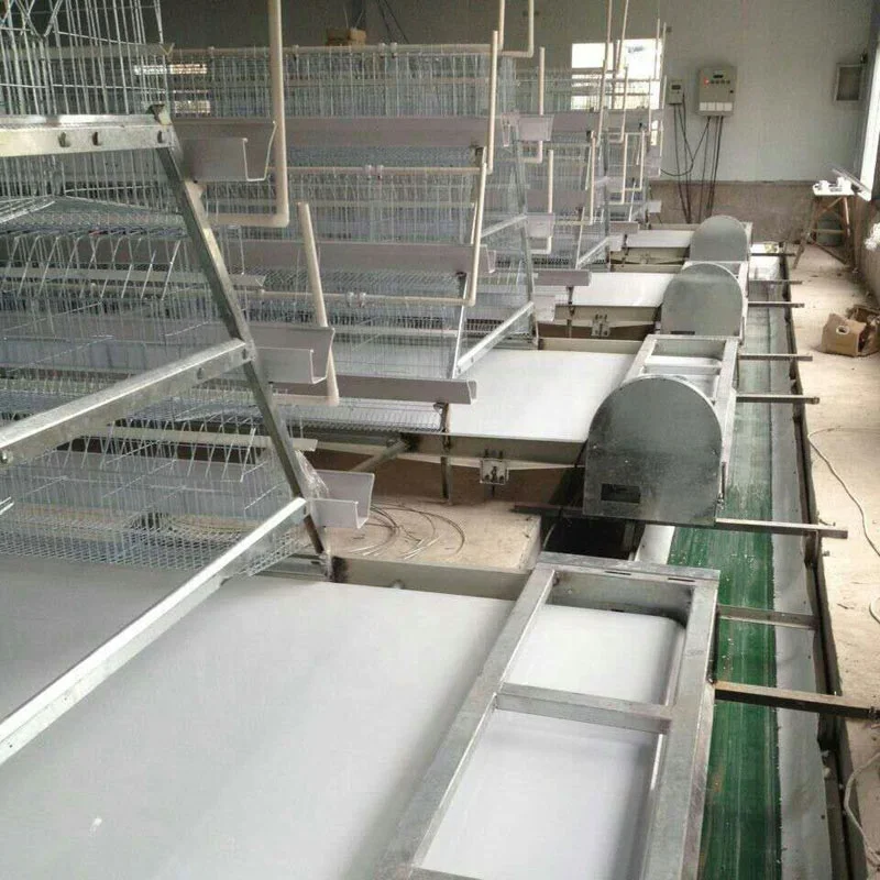 chicken farm poultry litter manure removal conveyors