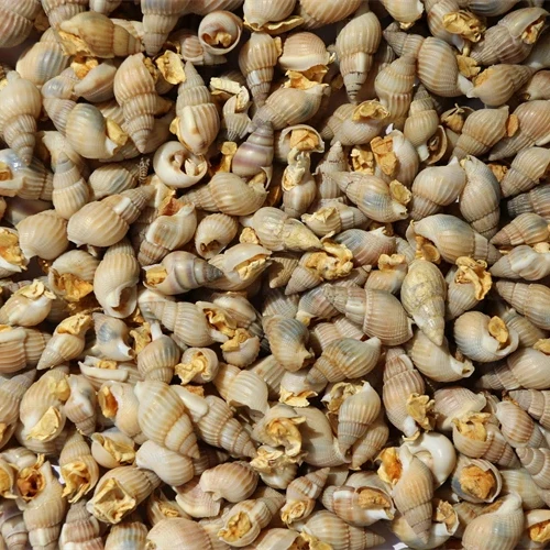 Outstanding Quality Delicious Decorative Giant Pet Food Sea Snail for Sale Factory Direct Sales