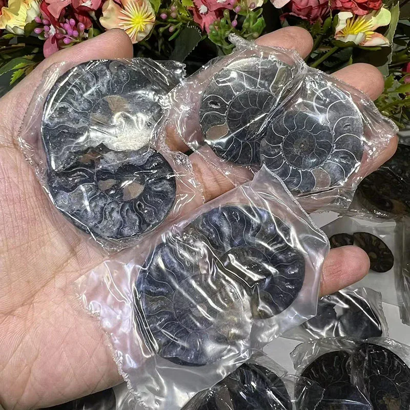 Kindfull Wholesale High Quality Black Ammonite Fossil Healing Spiritual Crystal Quartz For Sale