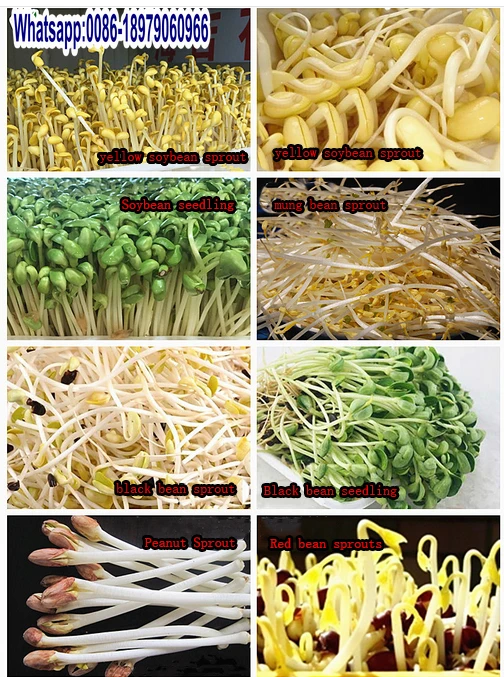 Automatic barley fodder growing systems cultivation of hydroponic forage grasses hydroponic grass wikipedia