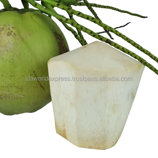 Wholesale Coconuts Thai Fresh Young Coconut The Thailand Organic Wholesale Coconut