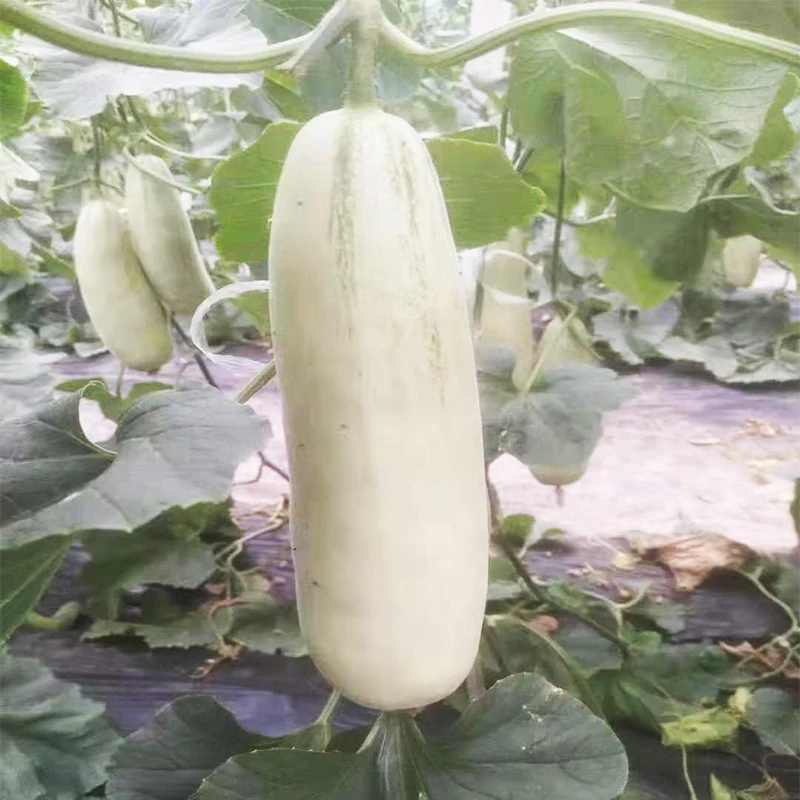 
Mixed melon seeds high yields good taste high disease from China 