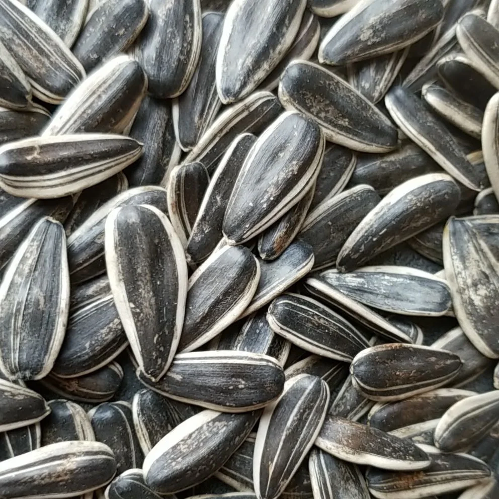 
Raw Chinese Wholesale sunflower seeds jumbo 