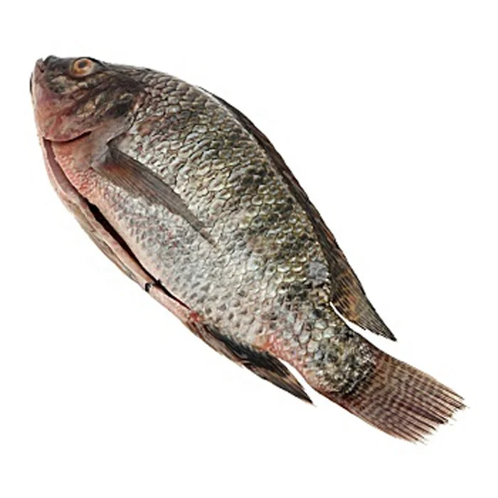Frozen Bulk Algue Croissance Tilapia Nilotica Roja Redonda Wholesale Tilapia Gefrorene Gutted and Scaled Round Fish