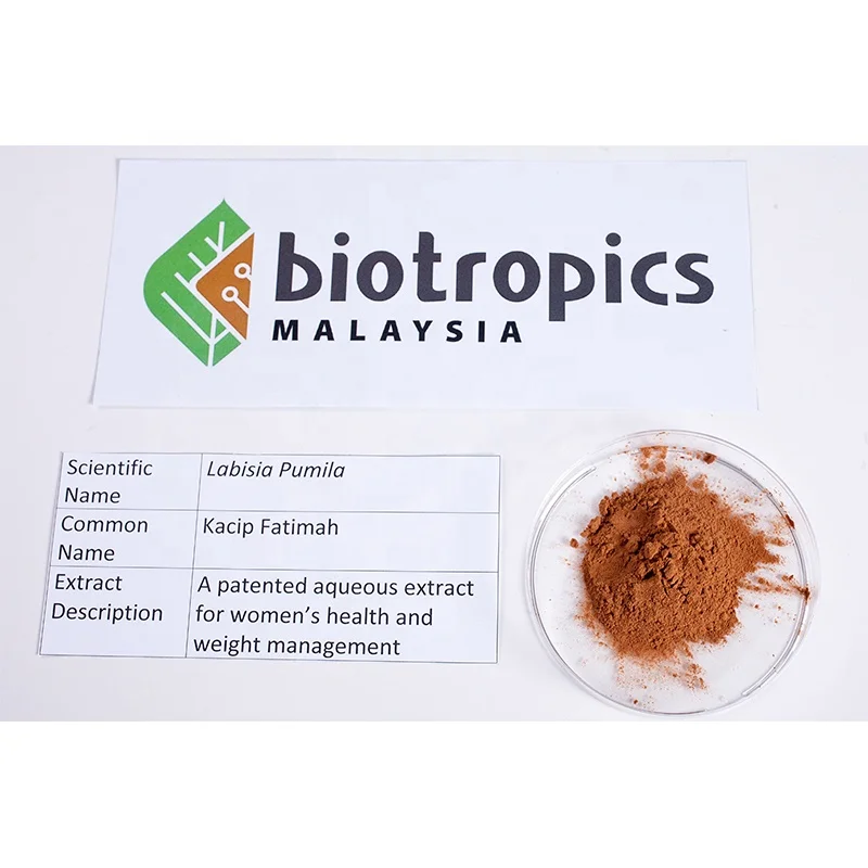 Female Product Kacip Fatimah Extract Food Grade Powder Labisia Pumila Extract for Traditional Herbal Preparation