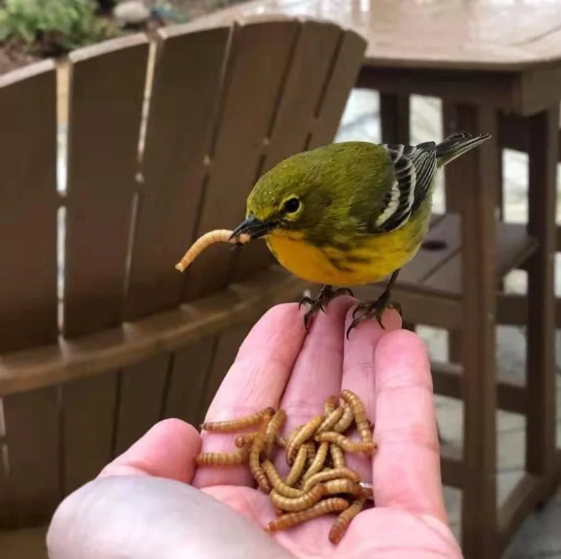 High Protein Mealworms Dried Eu for Birds Fish Dog Food Wholesale Mealworm 1kg Pet Food Edible Mealworms