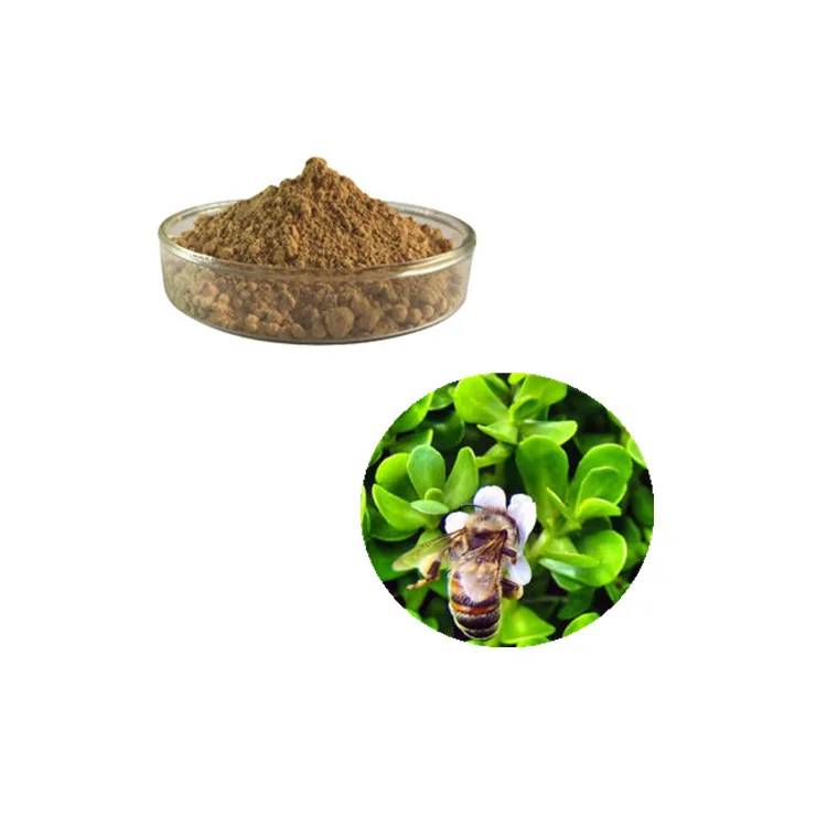 Nature Purslane seeds extract portulaca oleracea powder