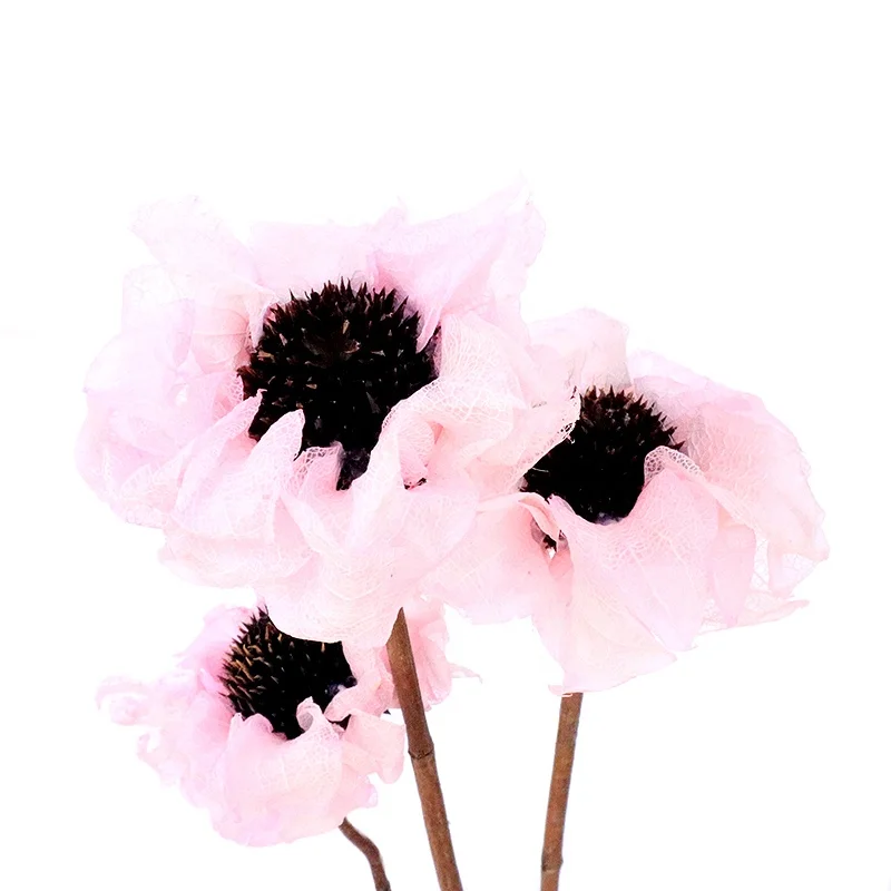 Wholesale High Quality Natural Dried Flower Dried Hibiscus Mutabilis for Flower Arrangement