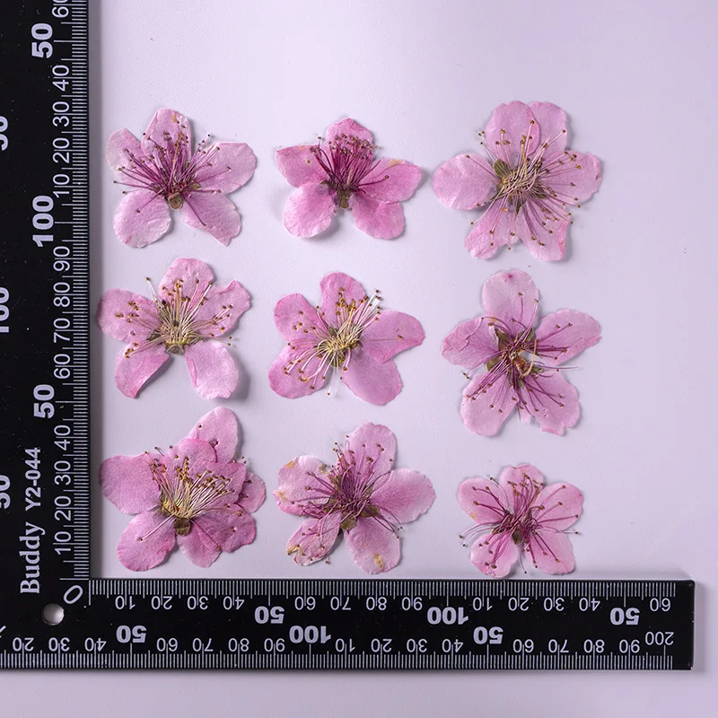 Peach Blossom Scrapbooking Epoxy Resin Natural Plant Eco-friendly Real Pressed Flower