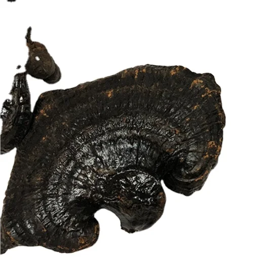 
Buy ganoderma atrum online cheap price for sale 