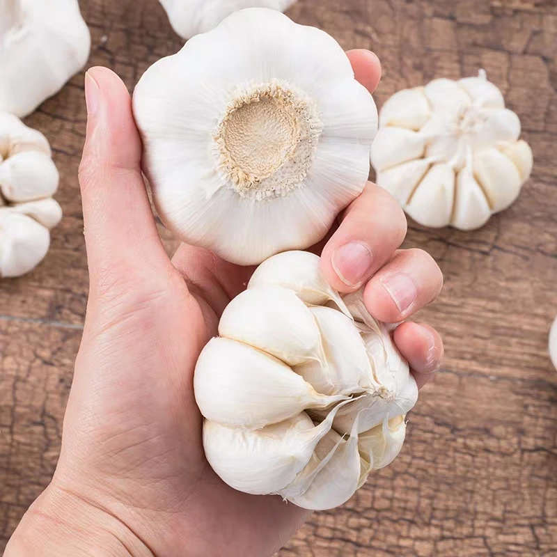 
Wholesale China New Crop White Ginger And 1kg Price Chinese Fresh Solo Garlic Cloves 