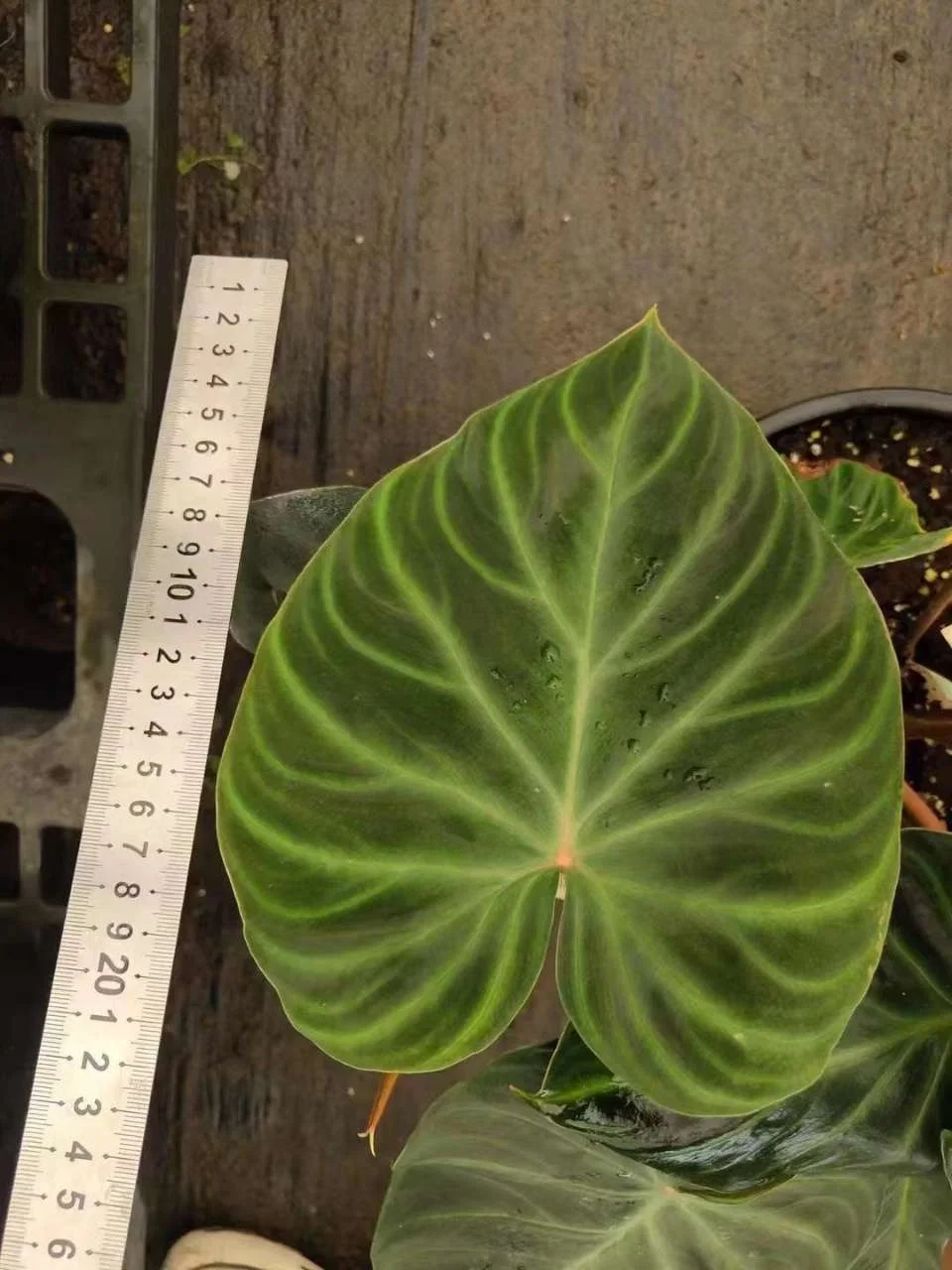Редкие растения Philodendron Verrucosum редкий