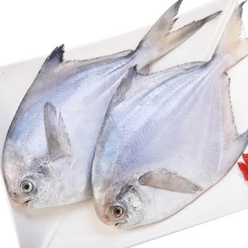 New Season Silver Pomfret Frozen White Pomfret Fish with Size 80-100-150-200g
