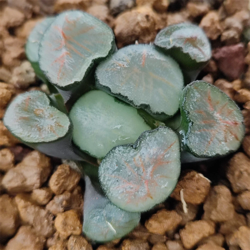 H183 haworthia maughanii hyb «Красный Демон», редкие суккуленты, живое растение, 3 дюйма, горшок, натуральные суккуленты, комнатное растение, бонсай