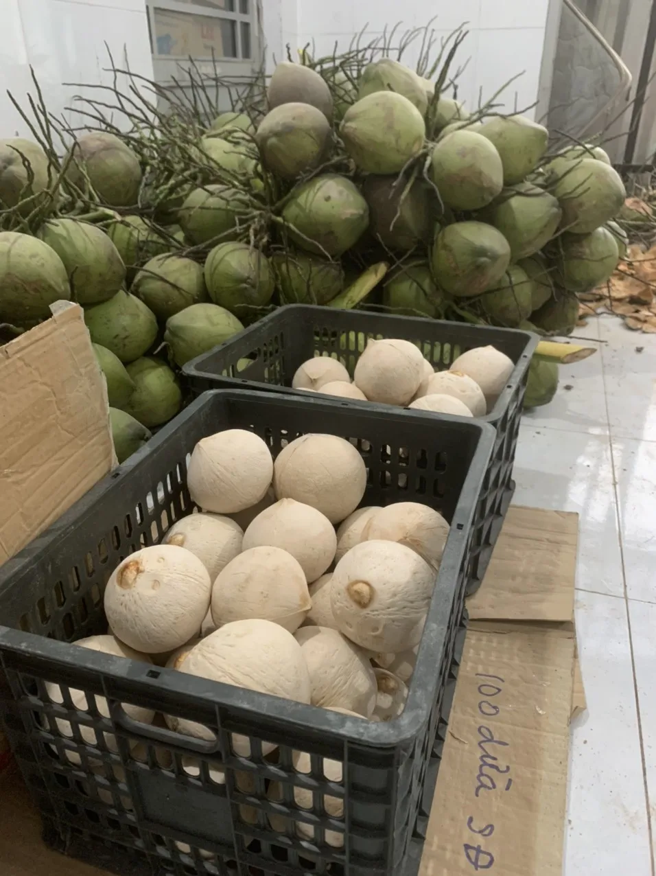Siamese Coconut - Competitive price in the export market in 2022 with high product quality