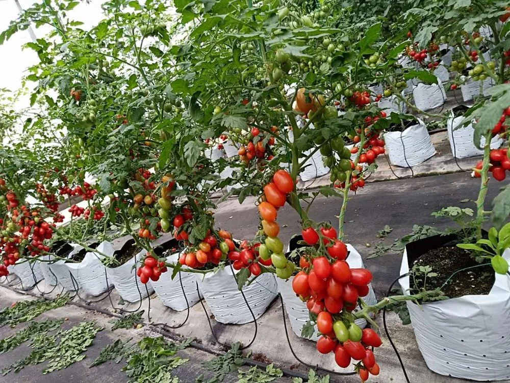 polycarbonate greenhouse with cooling system and ventilation system for flower planting